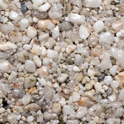 Oyster Pearl